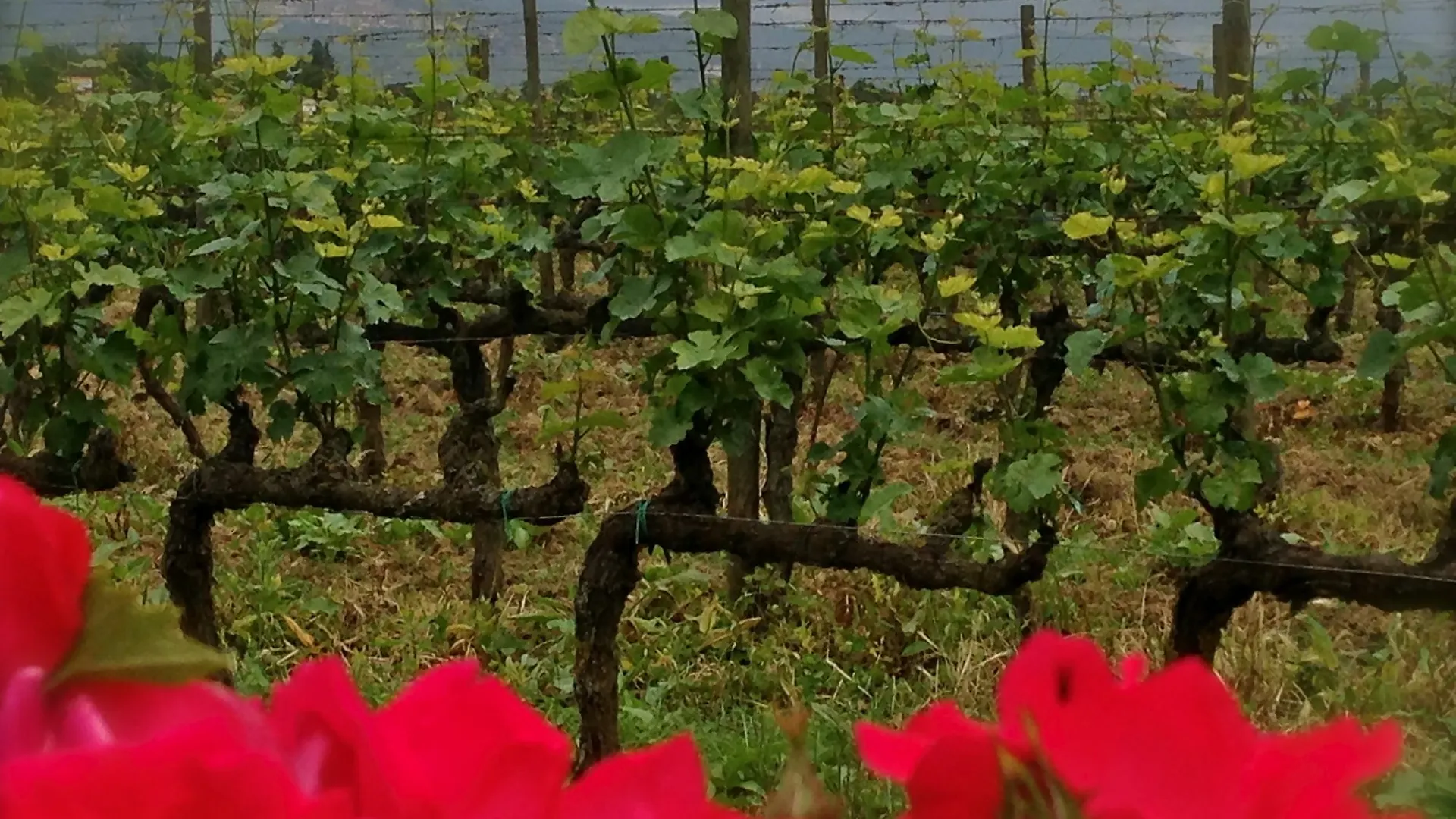 Agrisalotto Villa Cortona 0*,  Italy